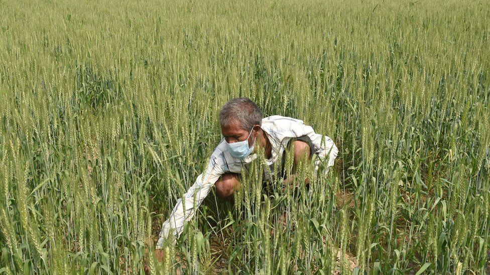 A farm worker in Ahmedabad