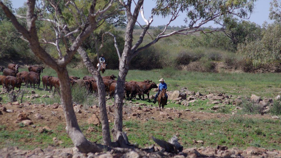 mustering cattle