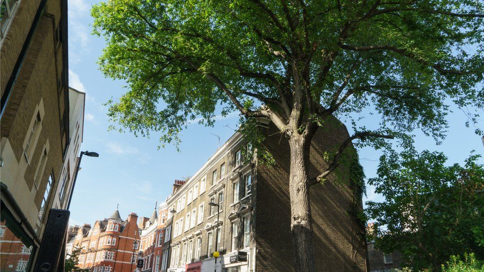 Marylebone Elm, Westminster, London