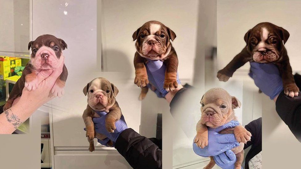 what to know about english bulldog puppies