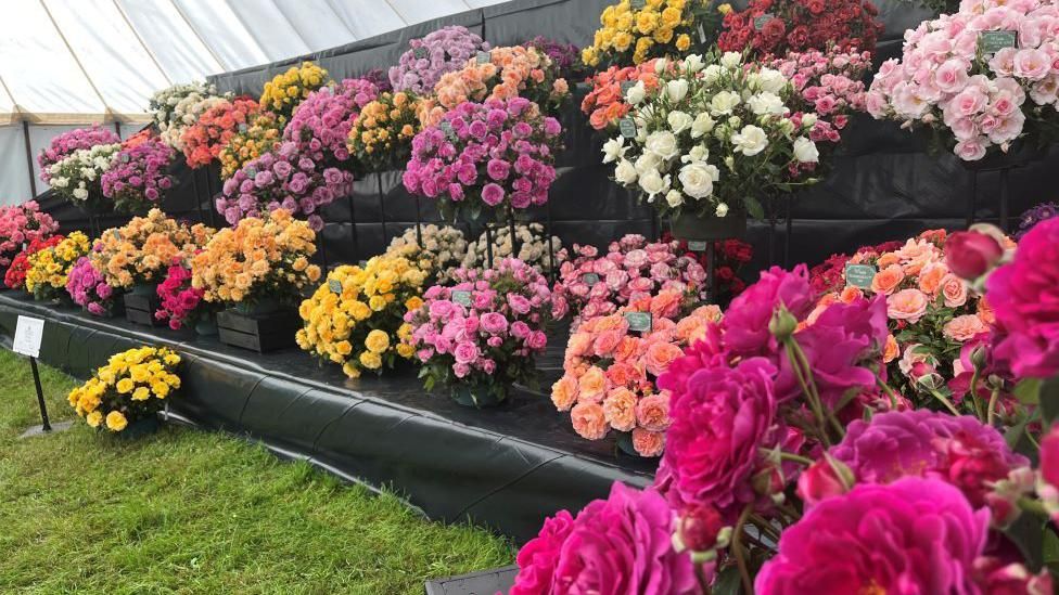 Buckets and buckets of roses in all colours pinks, yellows, reds and whites fill the back wall of the show tent at Sandringham Flower Show