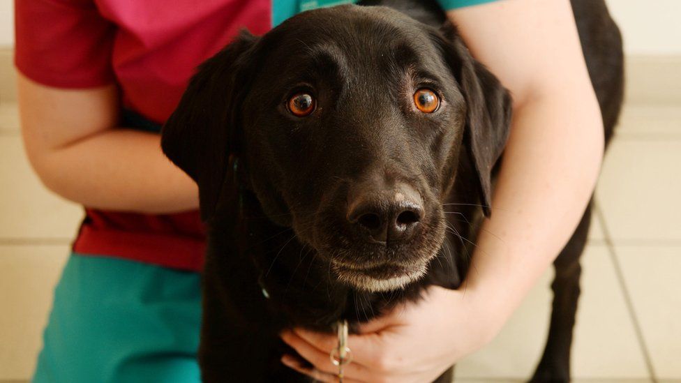 Marley the Labrador being held by PDSA worker