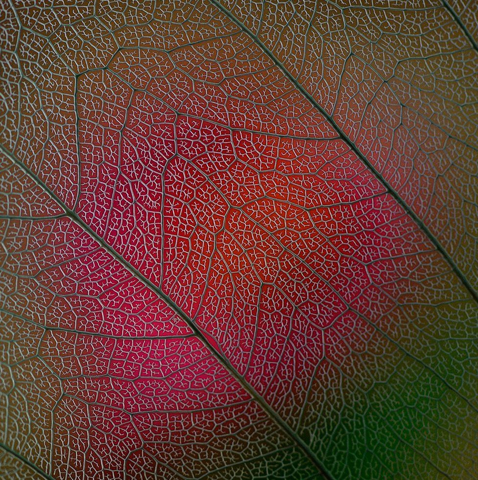 A close up of the detail of a leaf