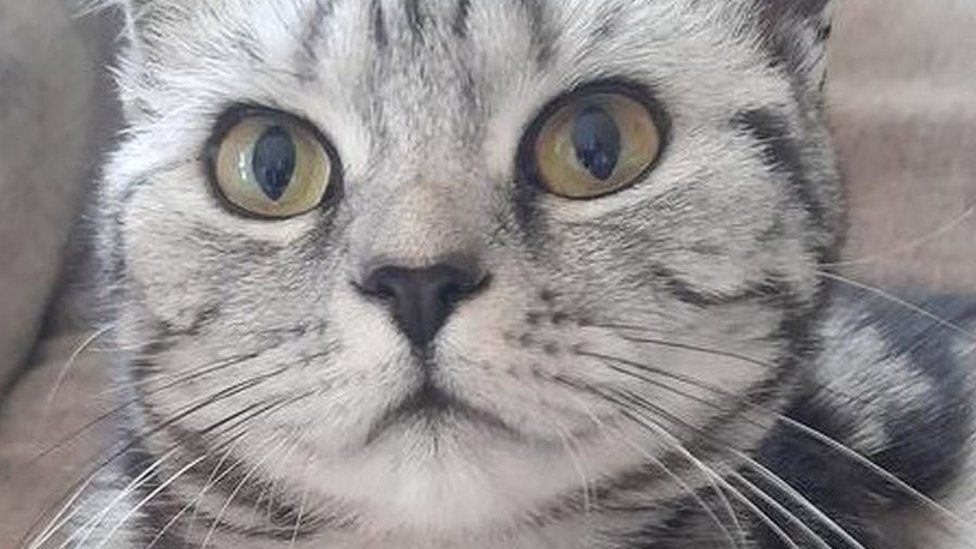 Üç köpek tarafından öldürülen gümüş renkli bir kedi olan Minerva