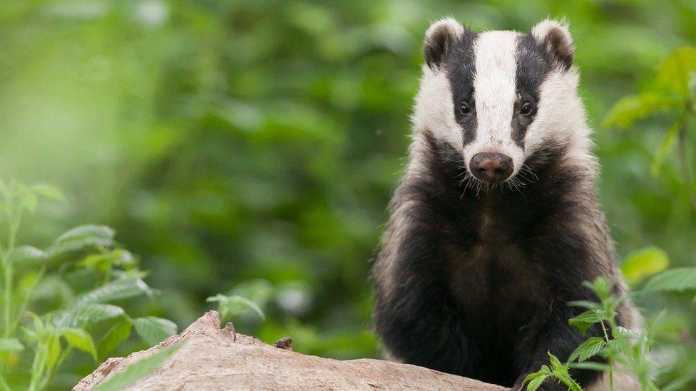 Badger surrounded by foliage