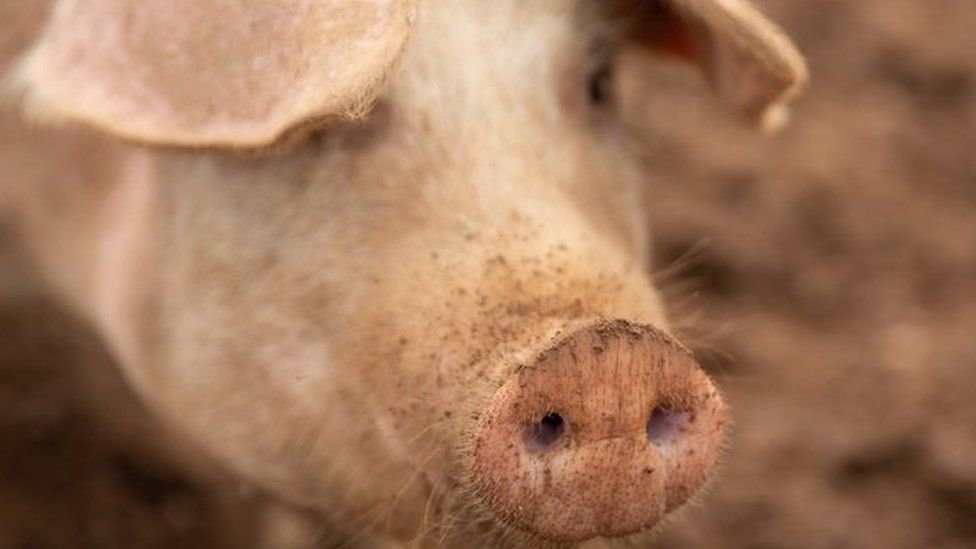 Pig snout
