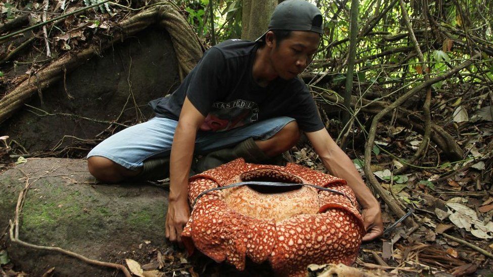 Rafflesia plant with man measuring it