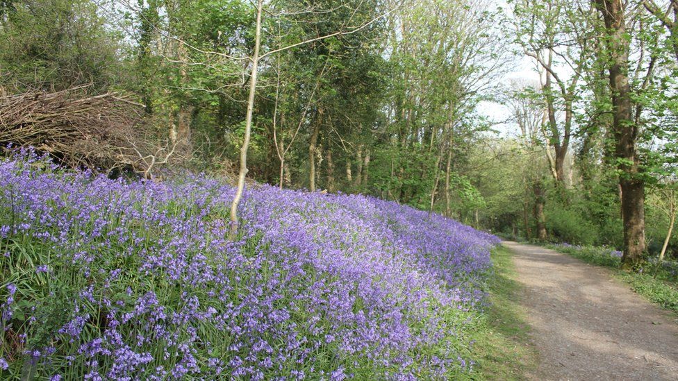 Penglais nature reserve near Aberystwyth set to expand BBC News