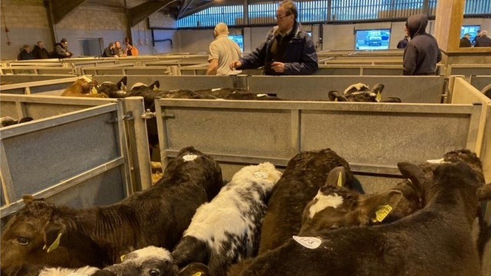 Potential buyers look at cows in a pen
