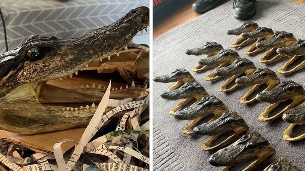 The seized aligator heads