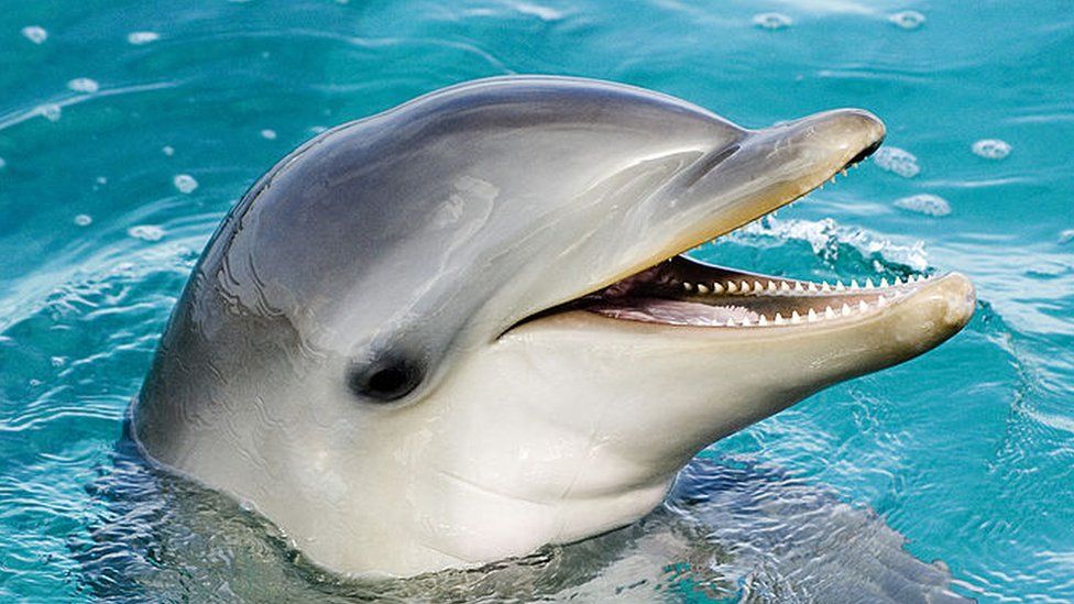 Image shows bottlenose dolphin calf