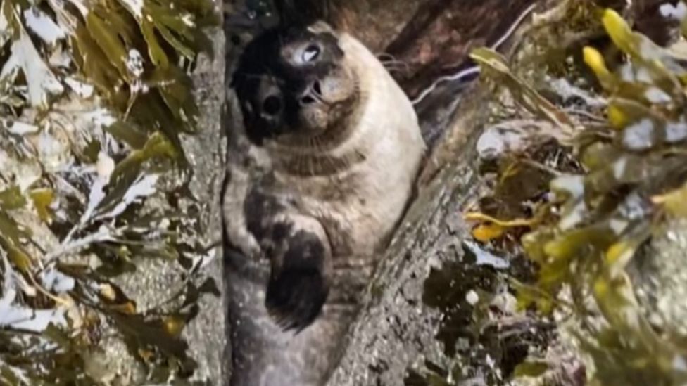 The trapped seal pup