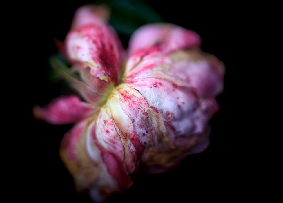 Rain damaged rose