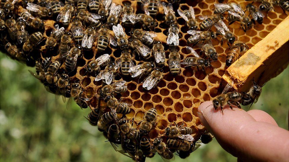 Bees on honeycomb, file pic