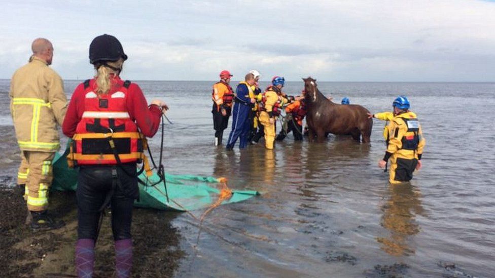 Horse rescued from the rising tides