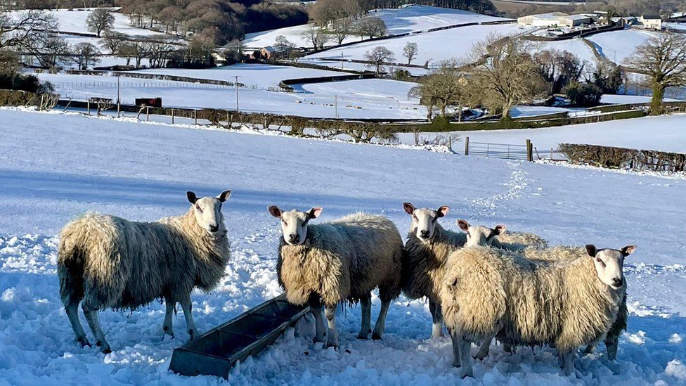 Snowy field with sheep in Denbigh, Denbighshire