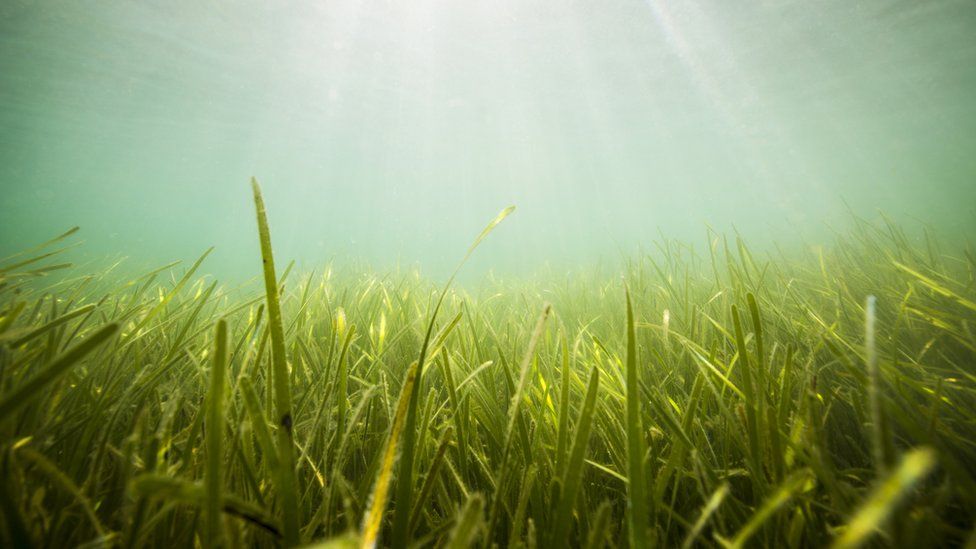 Seagrass beds around the shore of Porthdinllaen