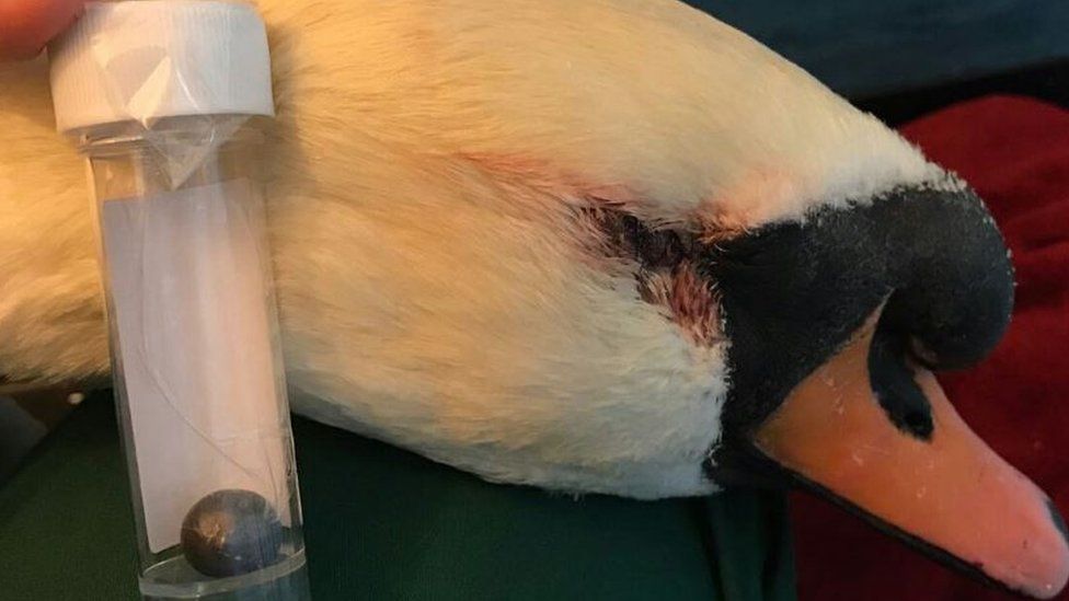 The metal pellet found in the swan's head