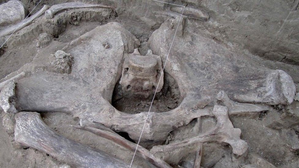 A close up on a partially excavated mammoth skeleton
