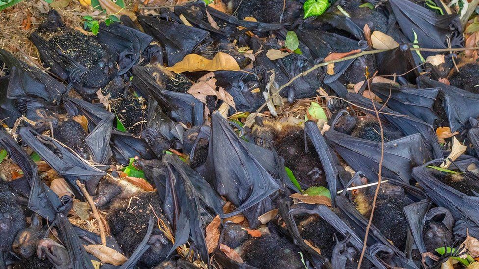 Many dead bats in a group on the ground