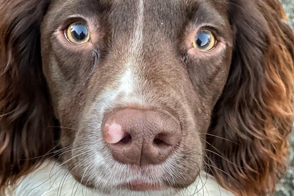 Lost store springer spaniel