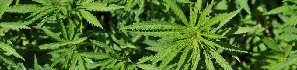 A wild cannabis plant