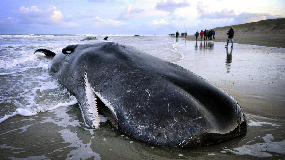People walk near a beached sperm whale on the Dutch island of Texel on January 13, 2016.