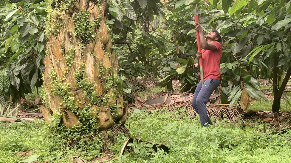 A man harvesting oil palm fruit