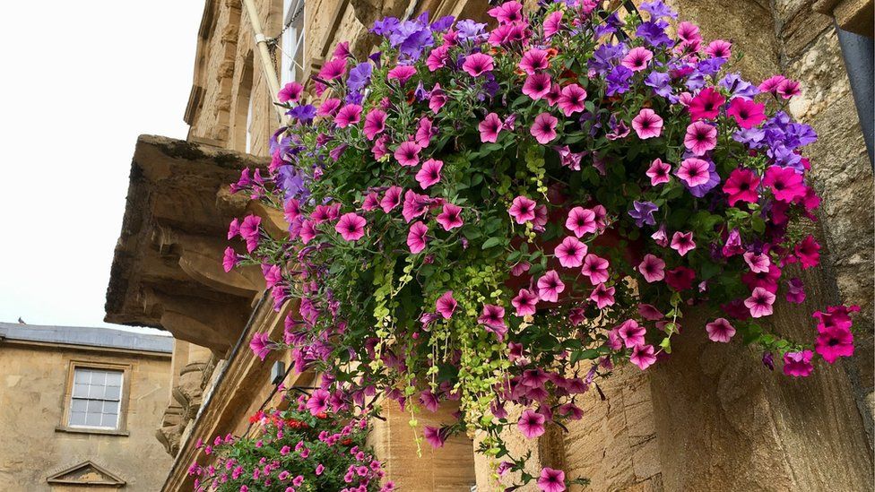 A hanging basket full of pink and purple trailing flowers