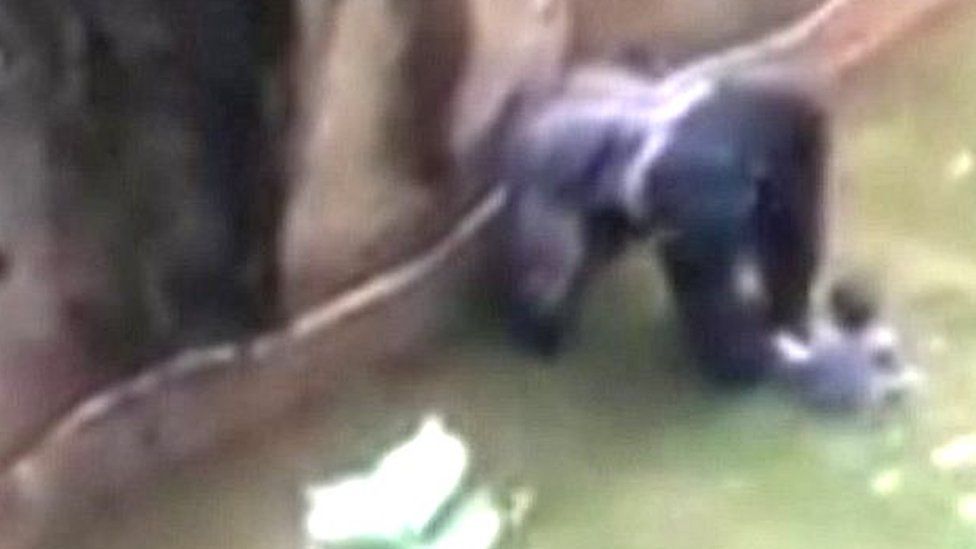 Boy in gorilla enclosure with animal