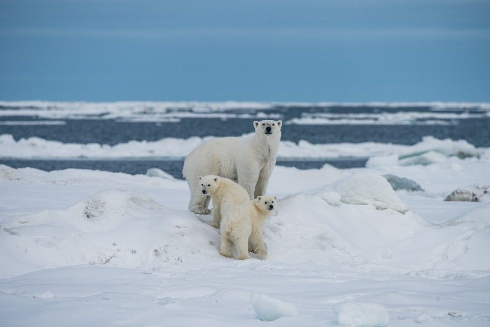 Polar bears