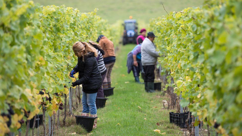 Migrant workers pick grapes at a vineyard in Hampshire