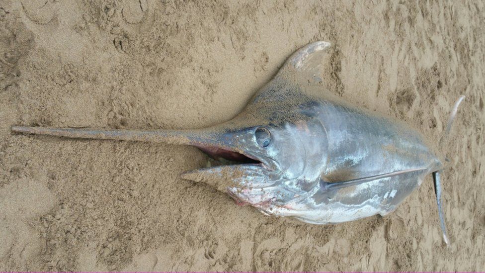 Swordfish washes up on Freshwater East beach, Pembrokeshire BBC News