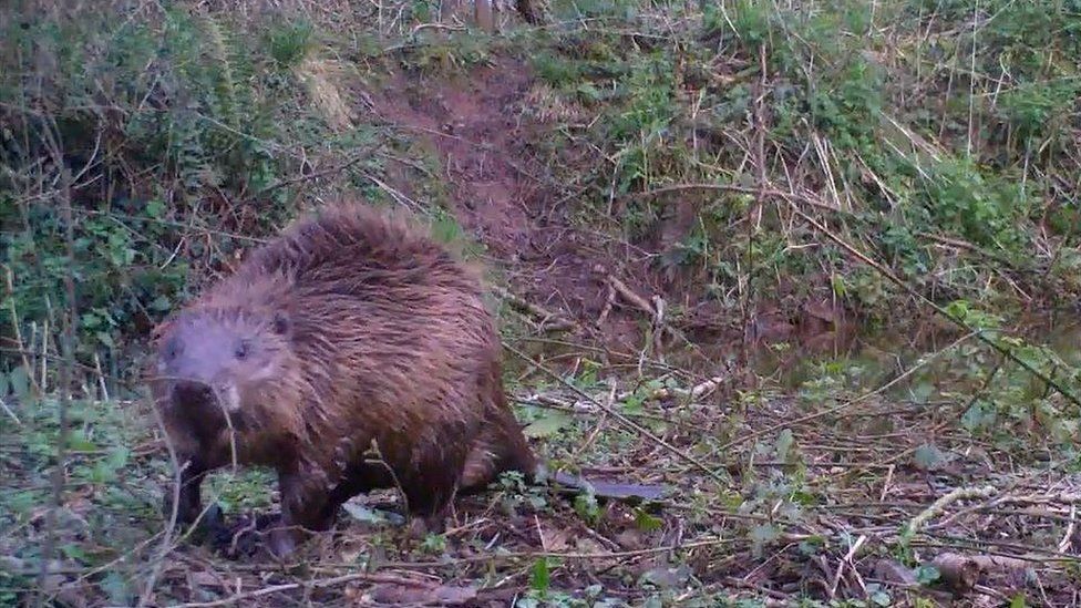 Beaver on the Holnicote Estate