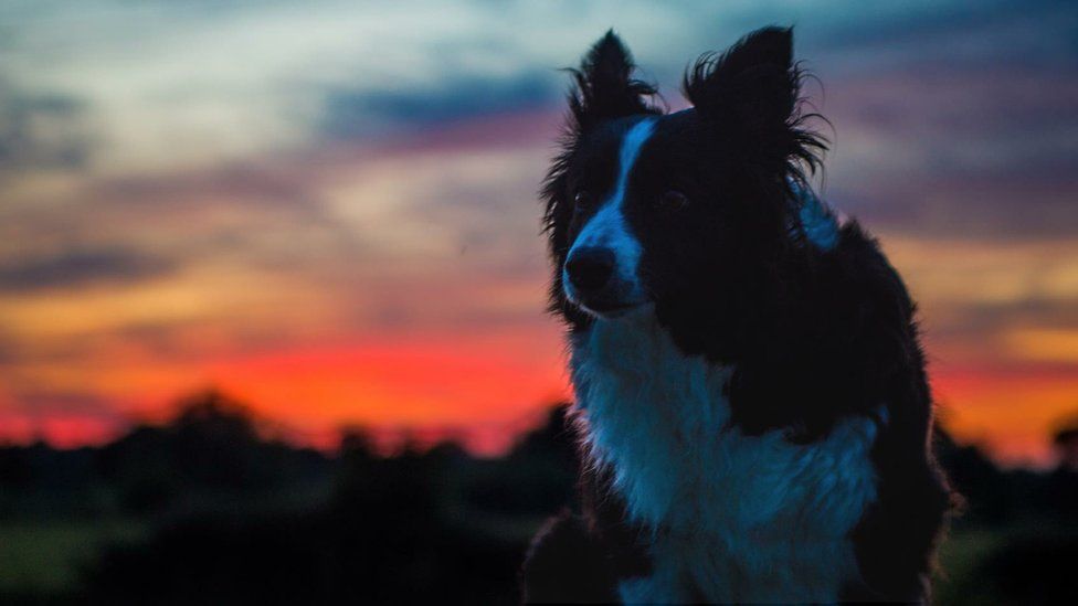 Seren the border collie at sunset