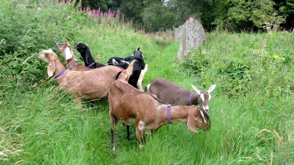 Goats clear overgrown weeds and grass at a cemetery in Blaenau Gwent