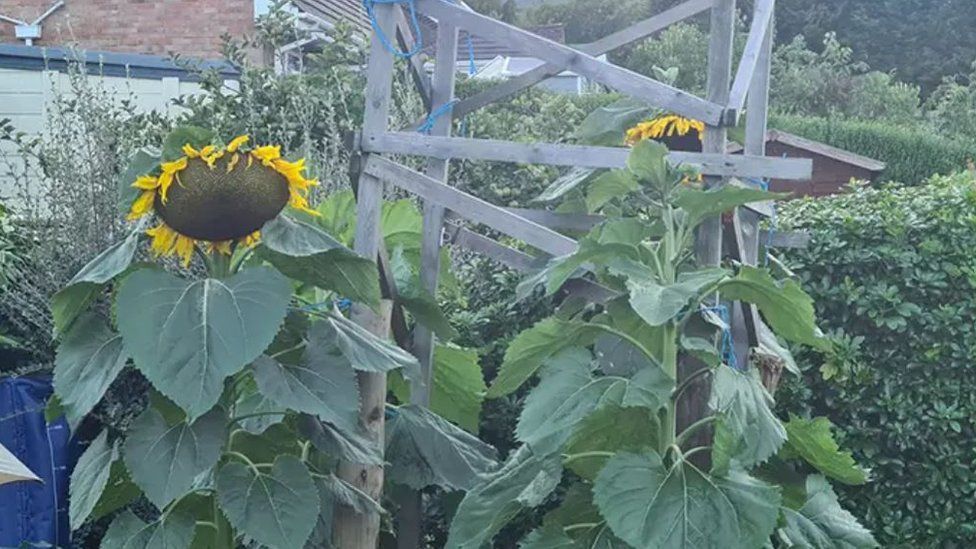 The record-breaking sunflower (on the left)