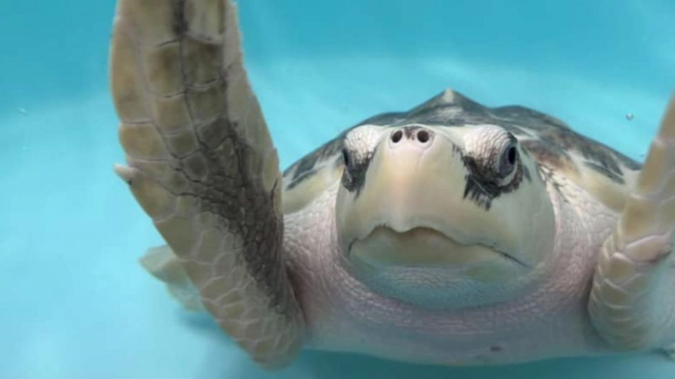 Turtle swept 4,000 miles to Wales released in US - BBC News