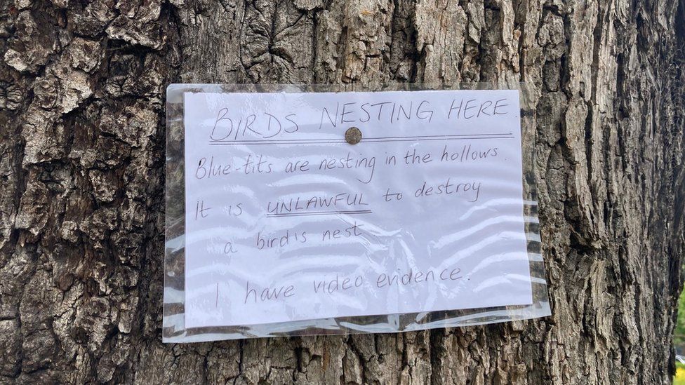 Sign on tree marked for felling