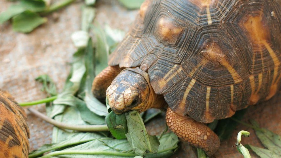 A Radiated Tortoise eating greens