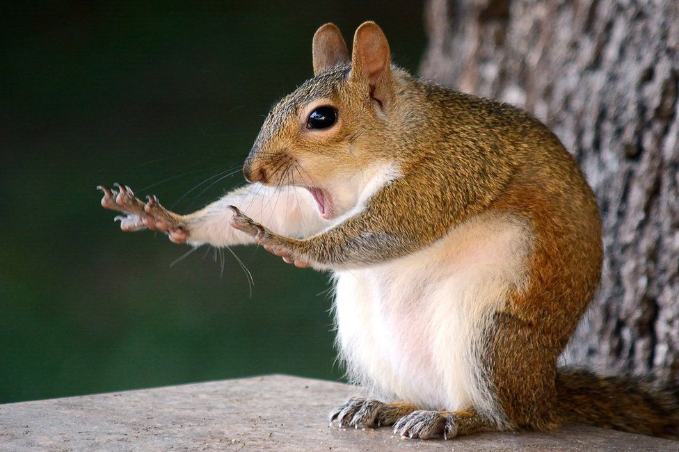 Shocked squirrel