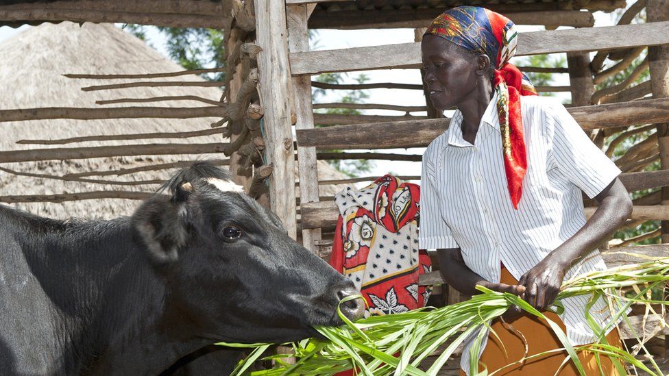Kenyan lady feeding her dairy cow with elephant grass