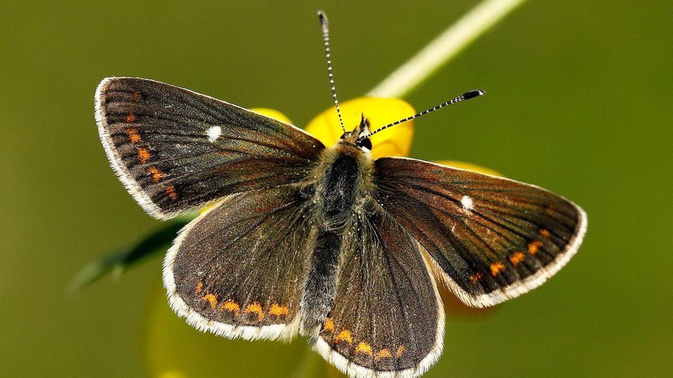 Northern Brown Argus Butterfly