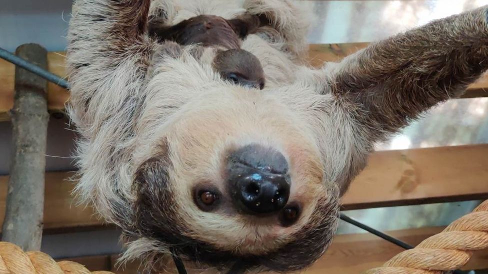 New two-toed sloth baby welcomed by Dudley Zoo