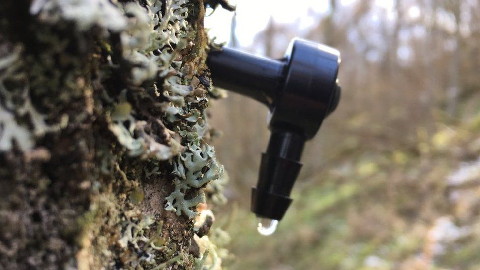 How to tap birch trees for drinkable sap - Men's Journal