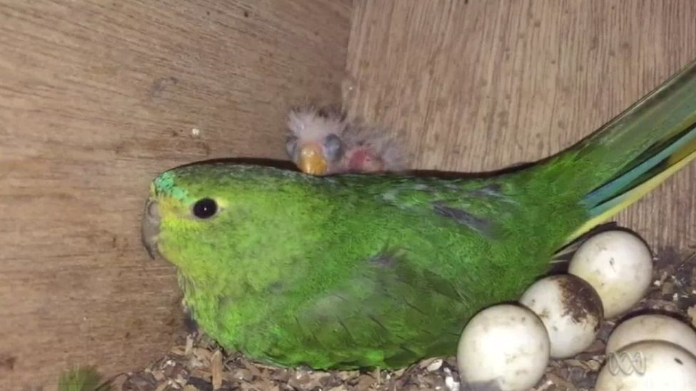 A grab from a nest cam showing the baby parrot with its adoptive mother