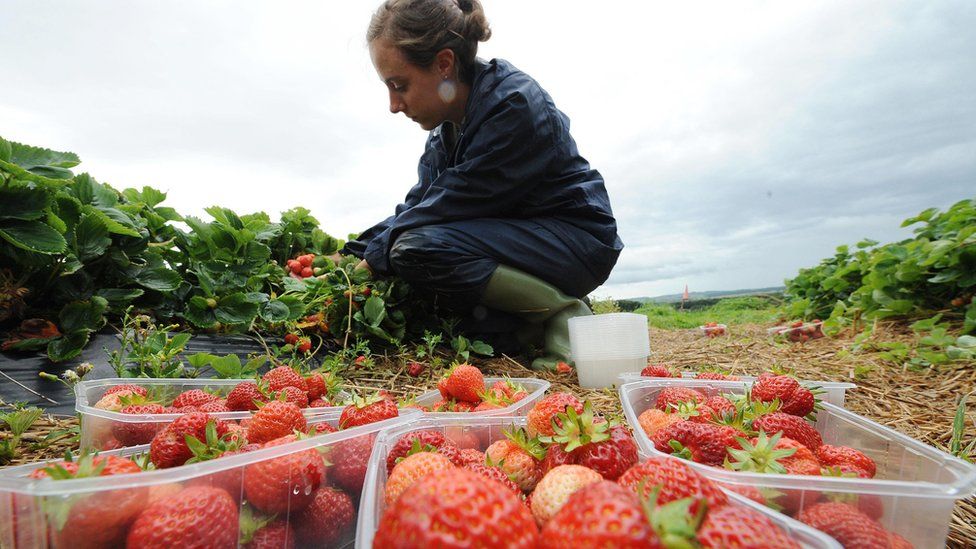 A fruit picker picking strawberries at a farm in Northumberland.