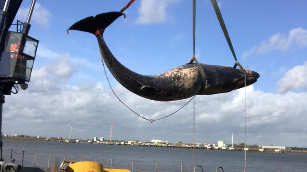Another whale dies in the Kent stretch of the River Thames BBC News(01)