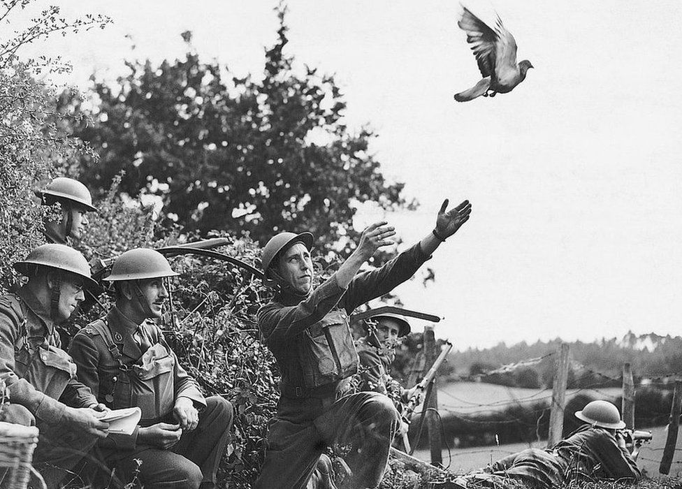 An English Army detachment releasing a messenger pigeon during World War II. Ca. 1940s