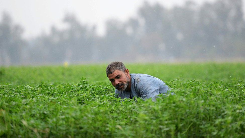 Man in the middle of a green field